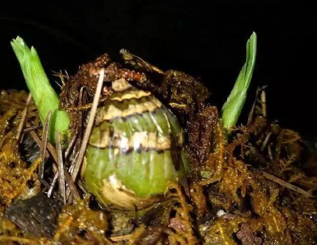 拿它一捂,长寿蟹爪兰嗖嗖冒花苞,多肉呼呼胖三圈