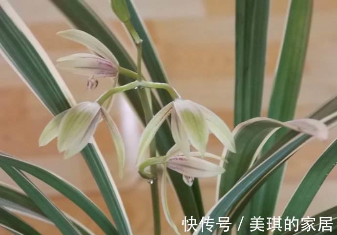建兰开花前一个月这样养护，开出来的花又大又香