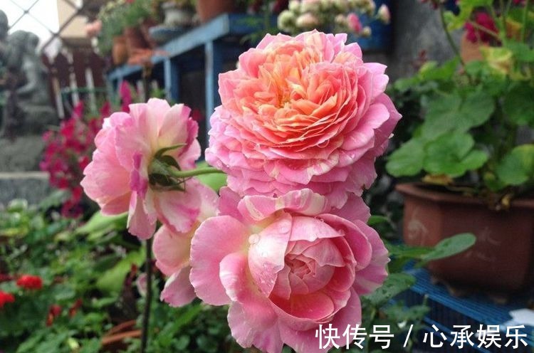 花型|最值得入手的爬墙植物,四季开花不断,漂亮又好养,赏花又闻香