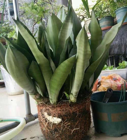 养花细节决定成败：搞不定这3点，养一盆黄一盆