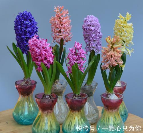 3种漂亮花,皮实又好养,被称作“开花机器”,花期长香味浓!