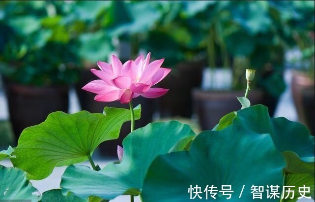 花心思|建议大家不管院子多大，种上5种花卉，香飘满园，全村最有面