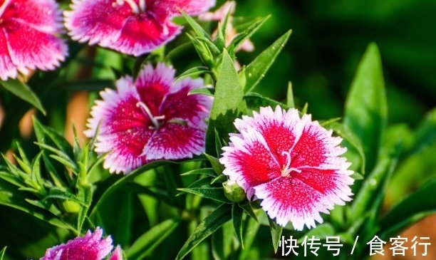 此花是母亲慈爱的象征,默默无闻的奉献,却有着最迷人的花色