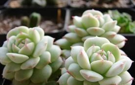 静夜|此款多肉,如夜色一般温柔,养护好气质独特迷人,值得拥有