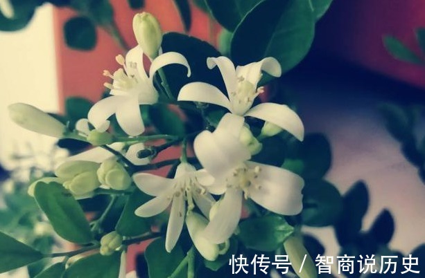 九里香|我国"最香"的花,花开116天,家里种3棵,堪比"空气净化器"!