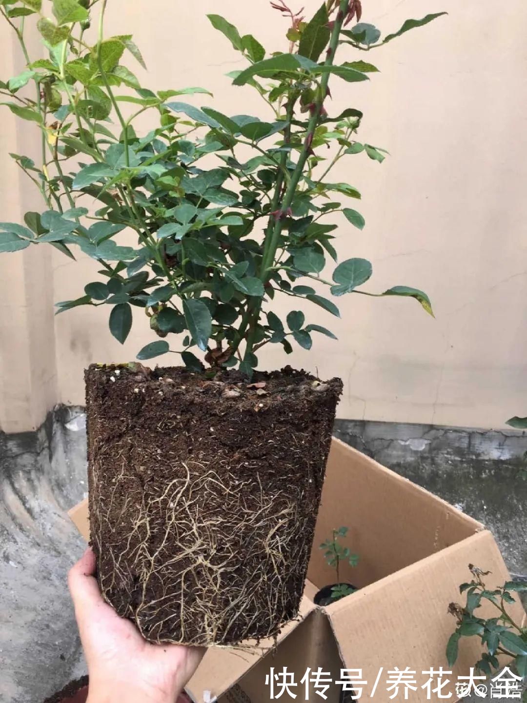 花出现7种情况，必须换盆，否则花活不过春天