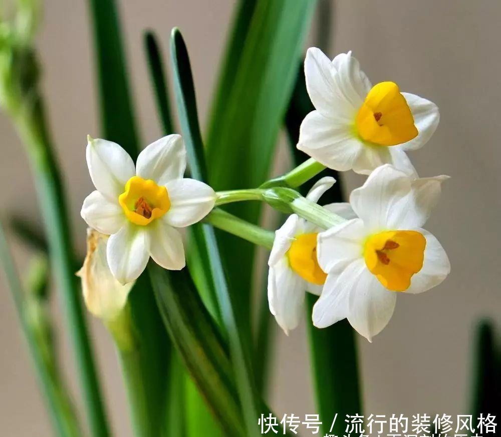 思念亲人的花语是什么花 思念亲人的花语是什么花