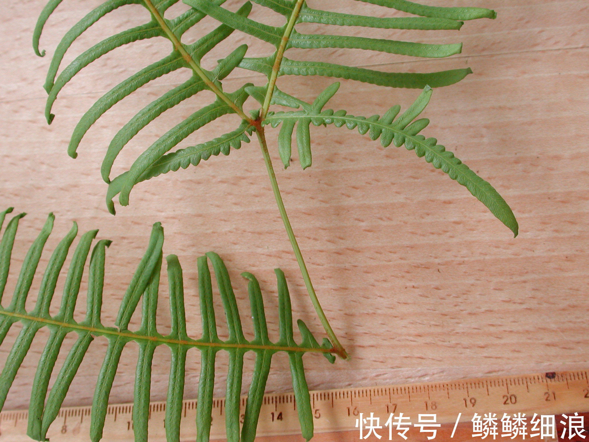 杂草|农村随处可见的“救命草”,农民当杂草除掉了,殊不知是养生良药