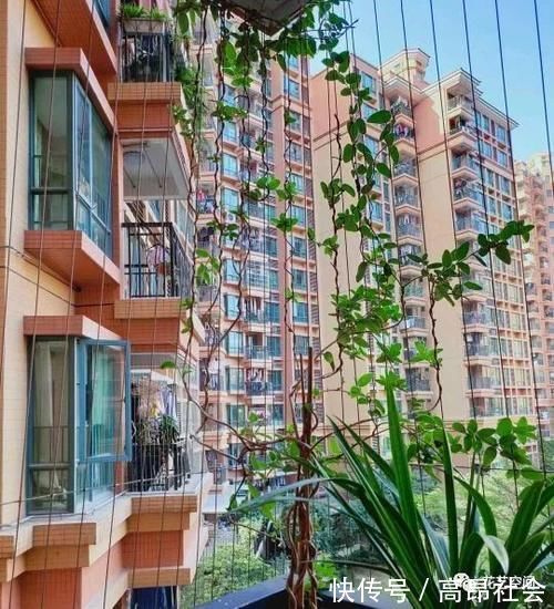 兰花|盆栽养花,花也养人,家里有老人小孩,多养这三种花!