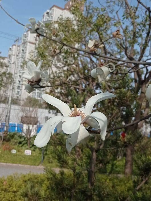 普陀公园的“市花”都开啦！一起来赏花花