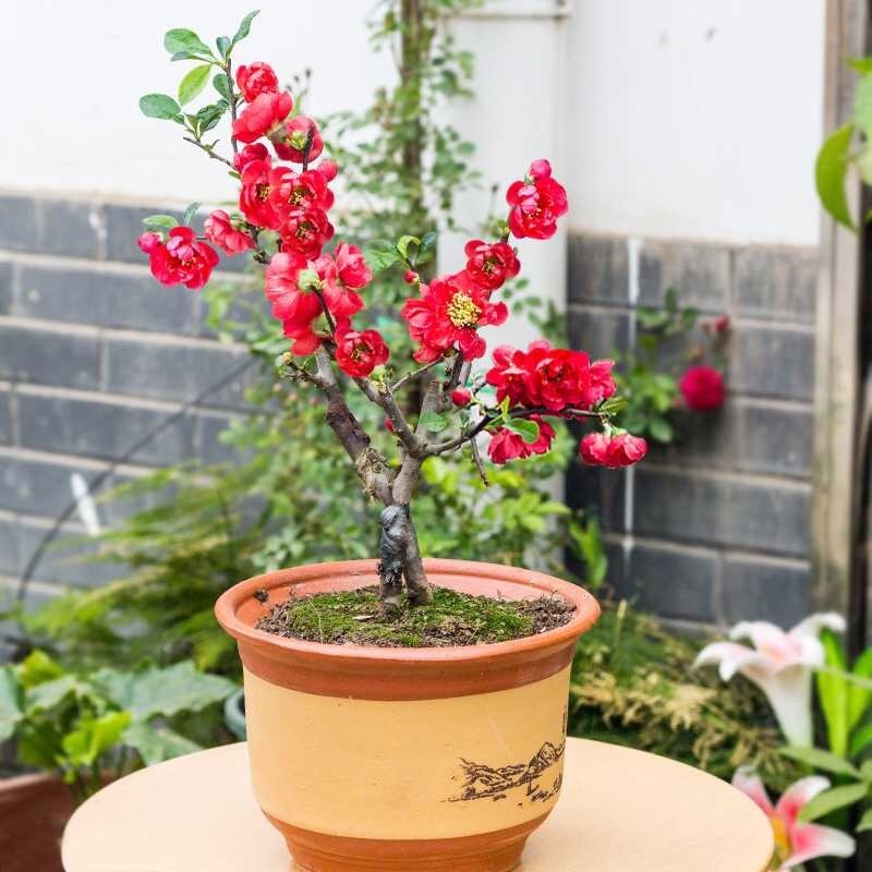 红花|1种“长寿花”可以做盆景,年年开红花,鲜艳芳香、越养越贵