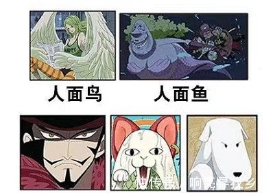 漫迷|漫迷用同近义词和反义词理解《海贼王》,看完整个思路开阔了