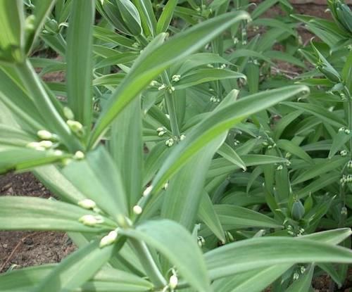 黄精黄芪可以合在一起泡茶喝吗？