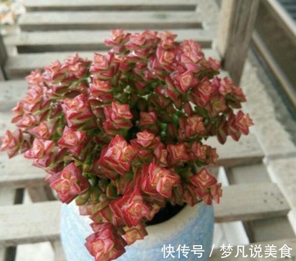 阳台养多肉不能错过的16种,全是名气大的品种,价格不贵还很美