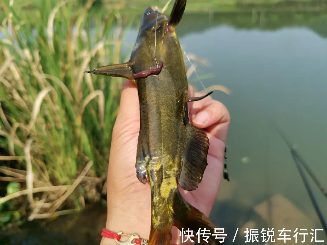 昂刺鱼王?湄公河“巨型昂刺鱼王”被钓起,大到让人不敢相信