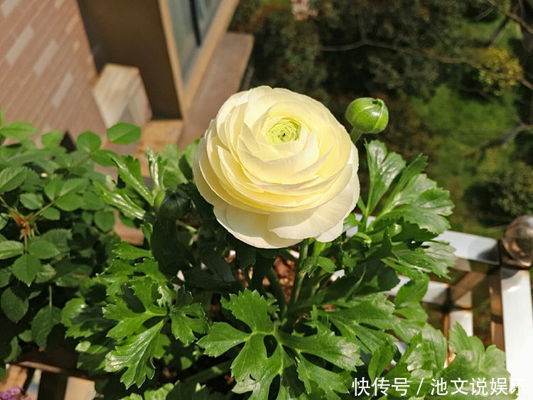 牡丹|喜欢牡丹,不妨养“珍稀玫瑰”宠爱小姐,金蕊红衣,清奇美丽!