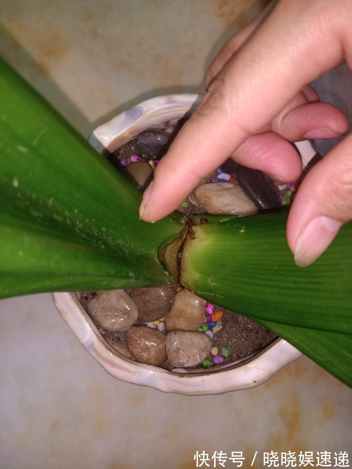 原来君子兰也能修剪根系叶片唰唰剪，开花硕大叶油绿！