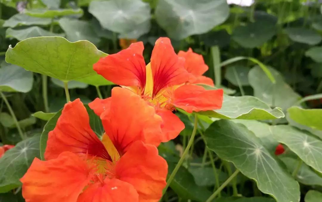 冬天怎么养花不会死,六个要点要记牢