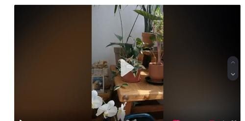 李亚鹏|李亚鹏要做“男版李子柒”