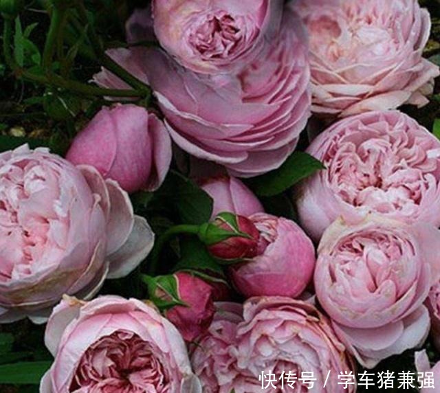 月季花最喜欢这三种肥，这个春夏花开满枝，就看它了！