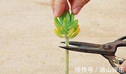 多肉植物|多肉“上天”啦,太能搞笑啦,咔嚓砍了头,变成“伪老桩”