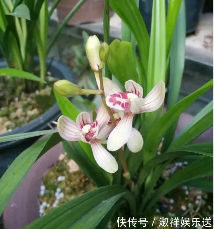 3种花,比香水还好闻,好养漂亮,一养就上瘾,满屋飘香助睡眠!