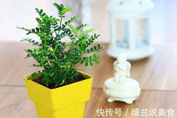 家里有异味,就养4种花!异味跑光光,比栀子花还香