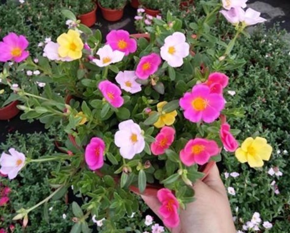 新手养花，都想养花期长，又容易爆盆的，那就首选“1种花”