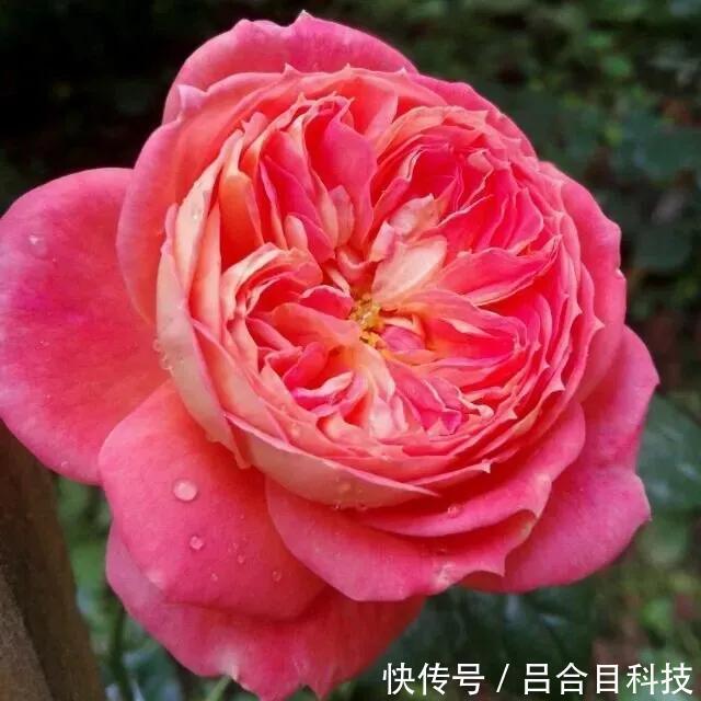 月季|22种最漂亮的月季,一次能开300天,满屋飘香开花多