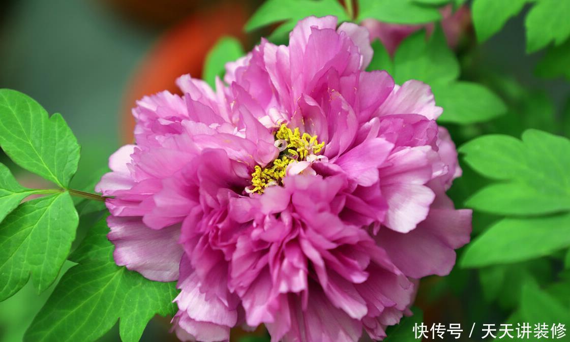 家中若有带院子的房子，建议栽种3种观赏树，小投入，大收获