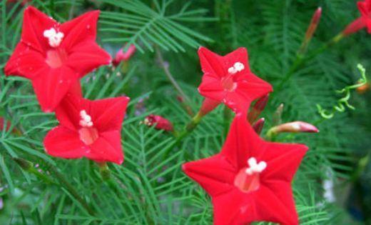 养花试试4种花,绚丽多彩,漂亮又好养,清香一满屋