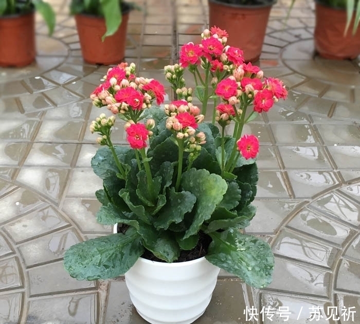 长寿花爱“吃酸”,添点“酸料”、倒点“酸水”,花朵艳丽又多姿