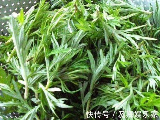 止血|每天吃幼嫩艾草叶,半个月后身体发生神奇变化,值得所有人借鉴