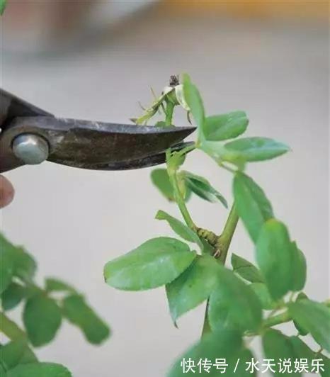 月季节|适合新手的月季修剪方法，6张图就明白原理，开花爆盆就这么简单