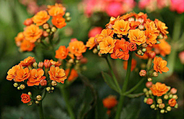 怎么让长寿花长得更好需掌握这几个技巧,才能让它开花爆盆!