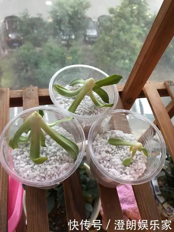 5种花快扦插,生根超快,1周长出大白根,新手也能插得活