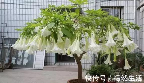 几种很耐寒的花，在冬天依旧开花美艳