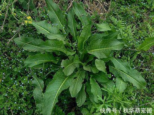 农村这野草,形似菠菜,不可食用,却不知根是个稀罕物