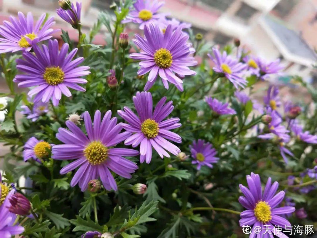 蓝目菊|蓝雪花妥妥的开花机器,花量大、花期长,让人不得不爱