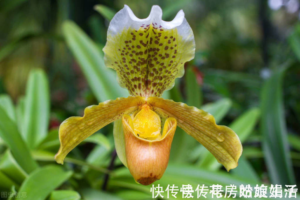 养兰花够酸才能长得旺,掌握好3个“通”字,轻松养好几百盆