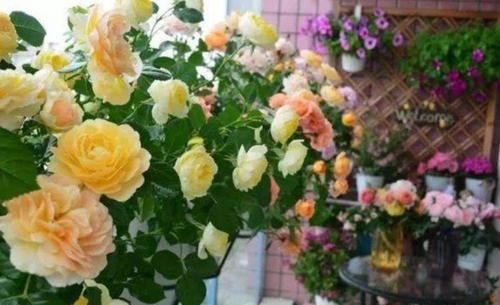 4种漂亮花，好打理，家里财运亨通，旺运一整年