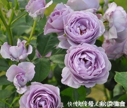 花瓣|蓝色风暴月季有4怕,及时避开,开花多又美,浪漫又好看!
