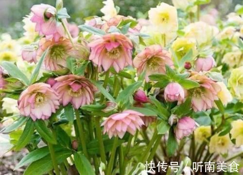 养花就养4种花，好养易活花量大，家里变花海，邻居都羡慕！