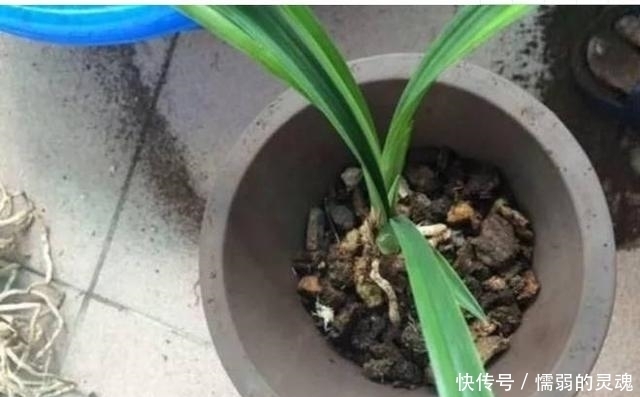 板结|马路上捡点它,回去撒盆里,土壤不板结,君子兰不夹箭