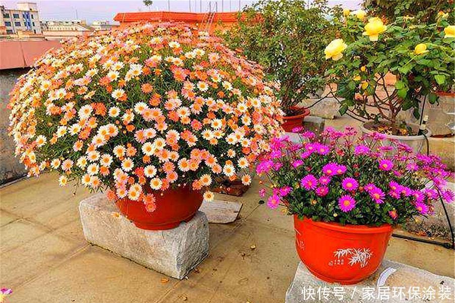 太阳花|阳台适合养的“6种花”,花色丰富,花期长,一直赏花六个月