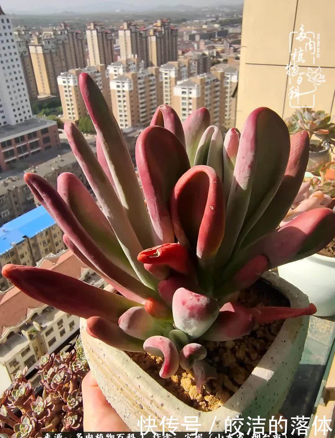 从无到有,四年坎坷多肉路,沉迷肉海难以自拔!