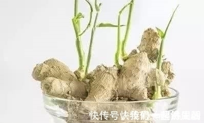 发芽|这4种常见食物发芽后也能放心吃,不仅没毒,营养价值还更高