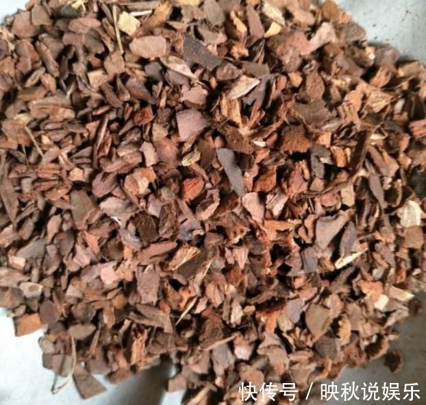 柳树|马齿苋树长得慢,涂点“自制生长液”,叶子如玉,还能养成老桩