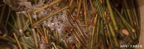 新芽|文竹就喜欢它的“汁液”,喝一口,新芽呼呼冒,稍不留神开满花