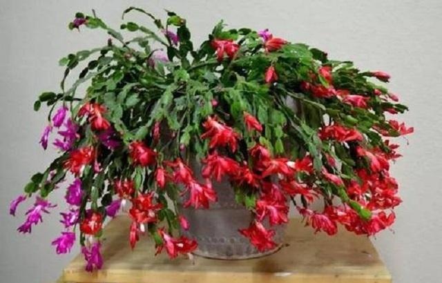 蟹爪兰长得慢不开花,1种“营养水”能派上大用场,浇完长势变旺